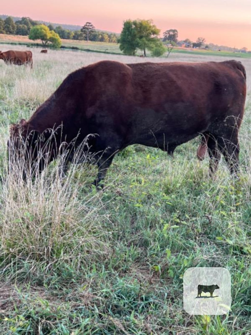 Cattle Range Listing Photo