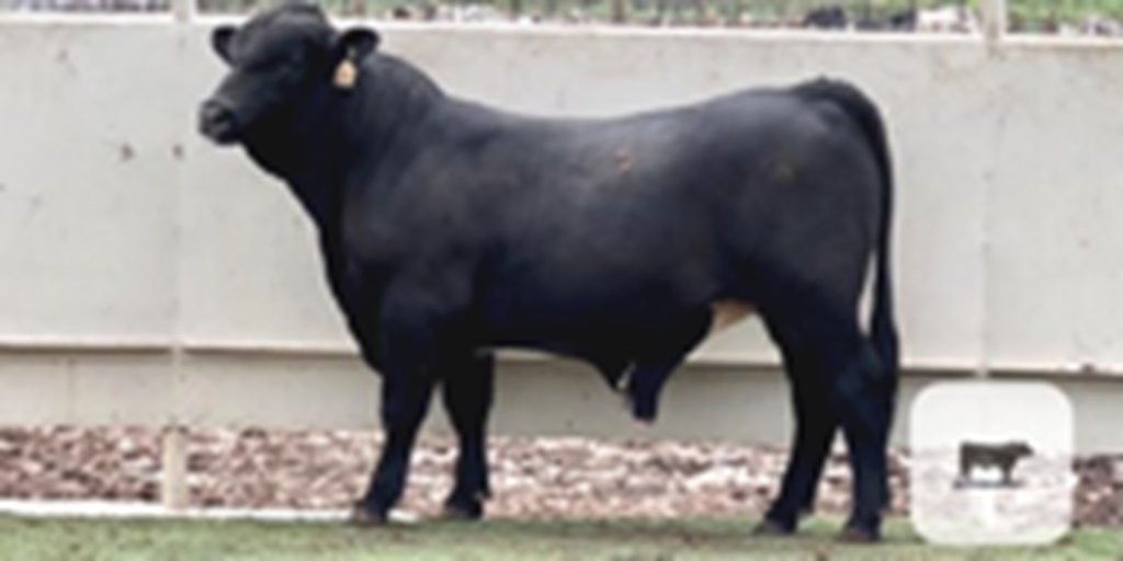 2 Reg. Black Beefmaster Bulls... Central TX