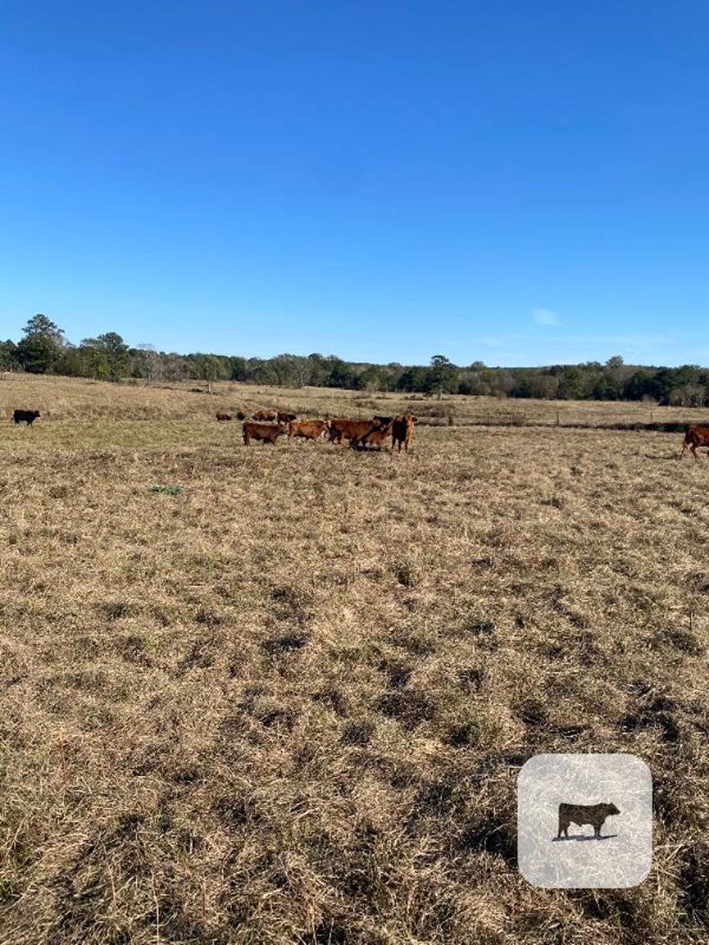 Cattle Range Listing Photo