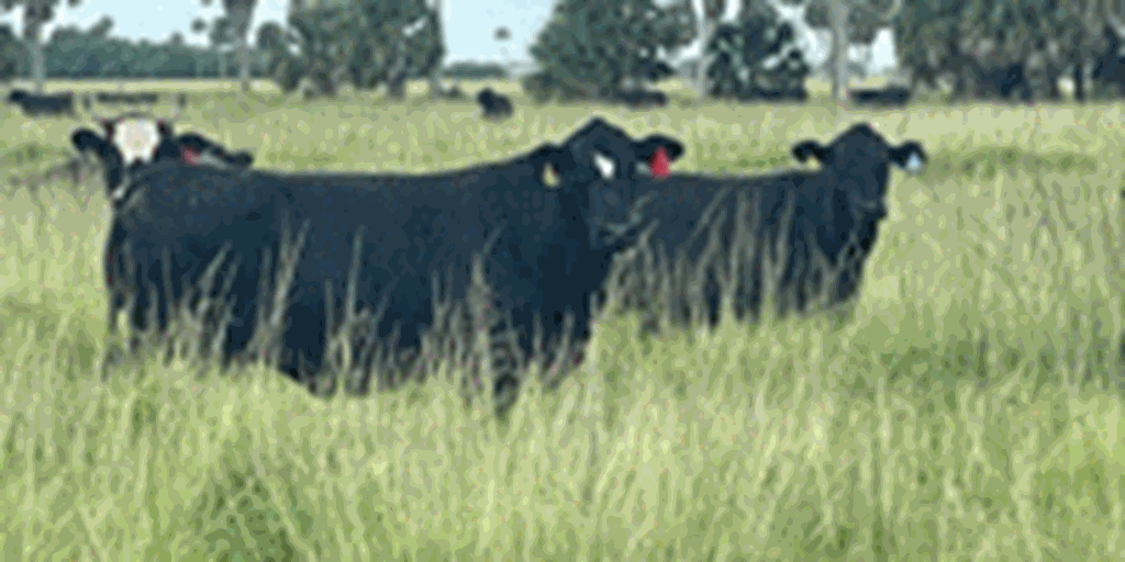 300	Brangus 2nd & 3rd-Calf Cows... Southeast TX