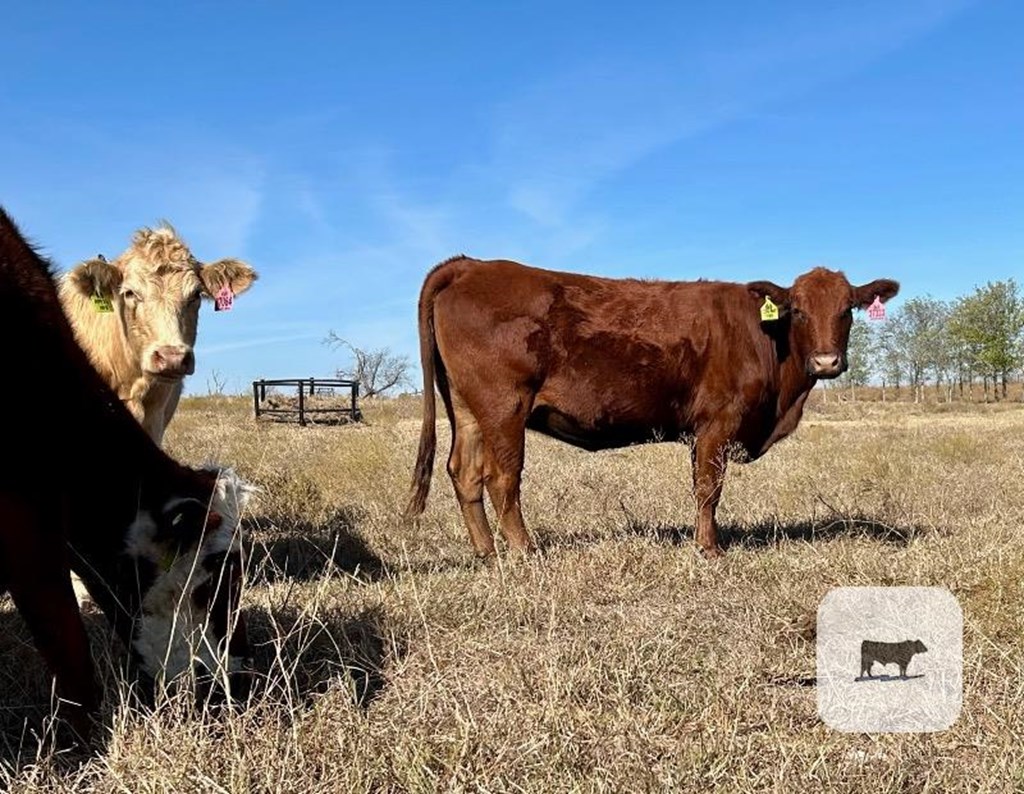 Cattle Range Listing Photo