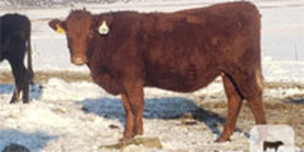 100 Salers Bred Heifers... S. Central OR