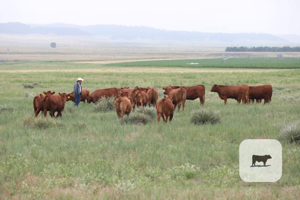 Cattle Range Listing Photo