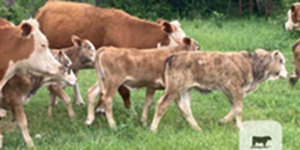 50 Hereford 2nd-Calf Cows w/ 35+ F1 Tigerstripe Calves... Northeast TX