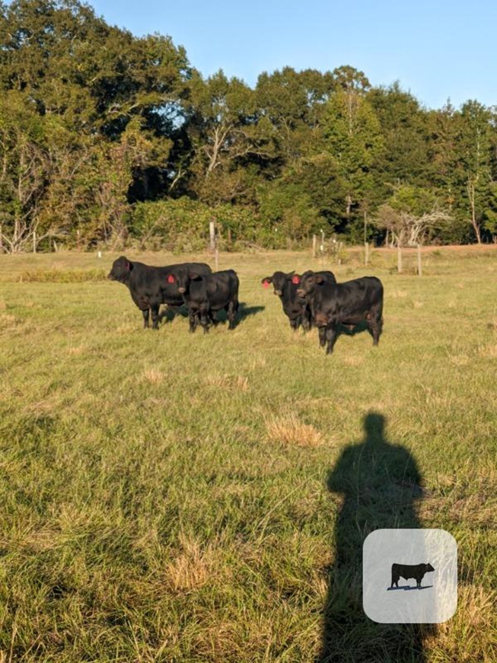 Cattle Range Listing Photo