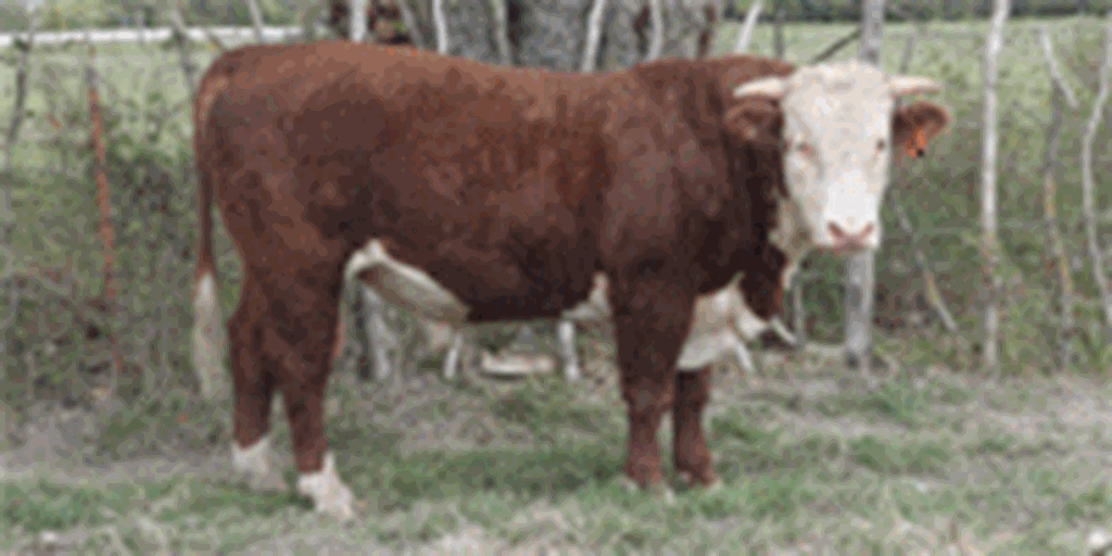7 Reg. Line One Hereford Bulls... Northeast TX