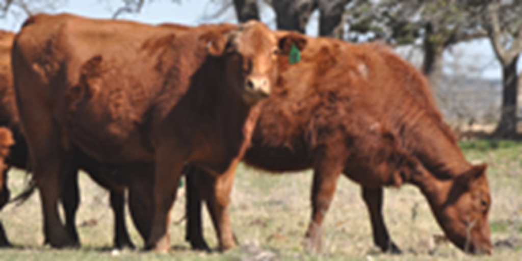 8 Red Angus Bred Heifers...Central TX