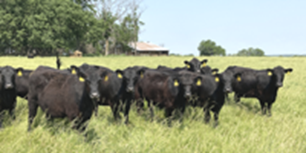 20 Angus & BWF Bred Heifers... Southwest MO