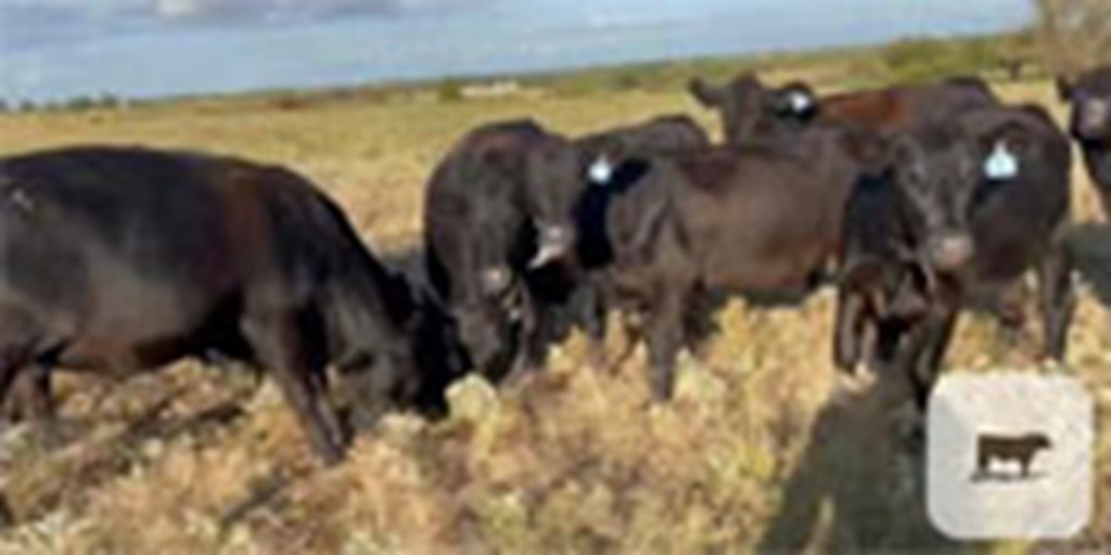 14 Angus 2nd-Calf Cows... N. Central OK