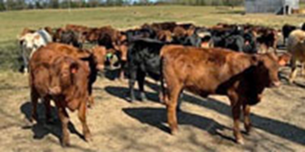 74 Akaushi Cross Feeder Cattle... Central TN