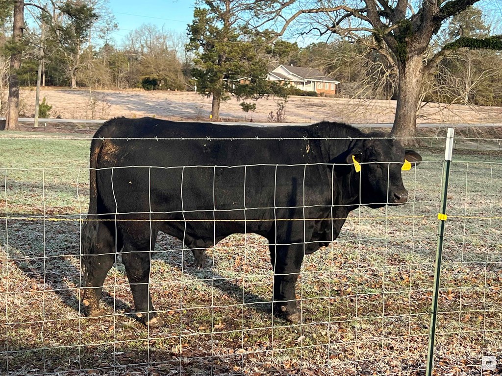 Cattle Range Listing Photo