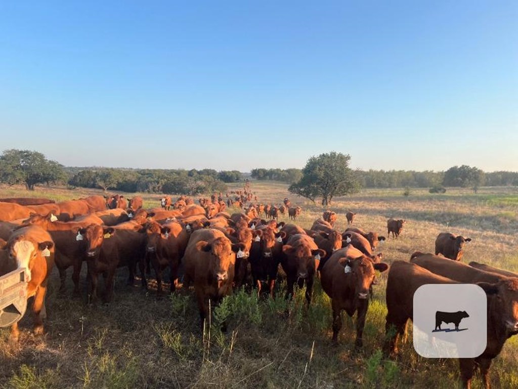 Cattle Range Listing Photo