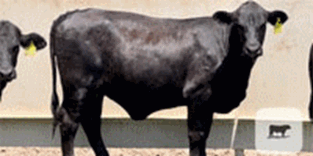 350 Brangus Rep. Heifers... Central TX