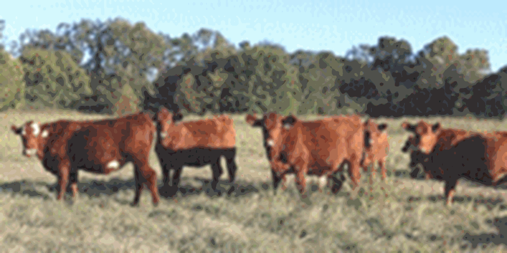 100	Red Angus & Red SimAngus Bred Heifers... Southwest AR
