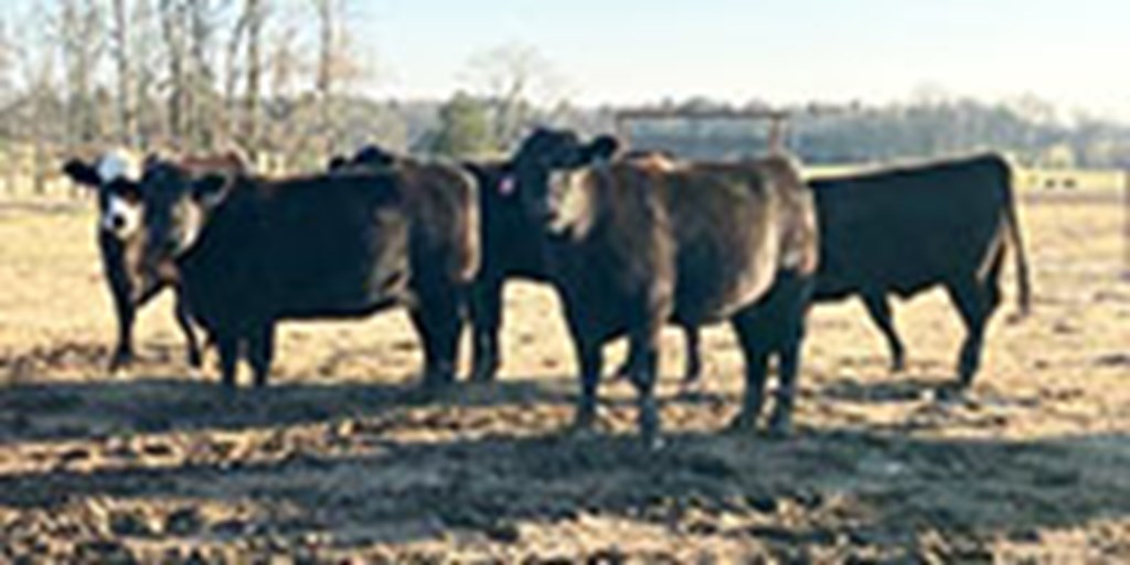 58 SimAngus Bred Heifers... Northeast AR