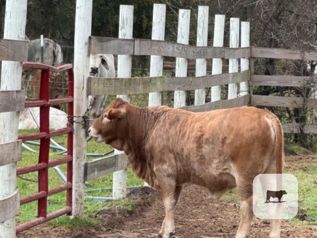 Cattle Range Listing Photo