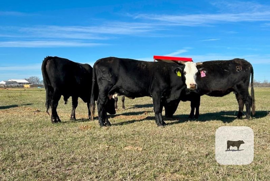 Cattle Range Listing Photo