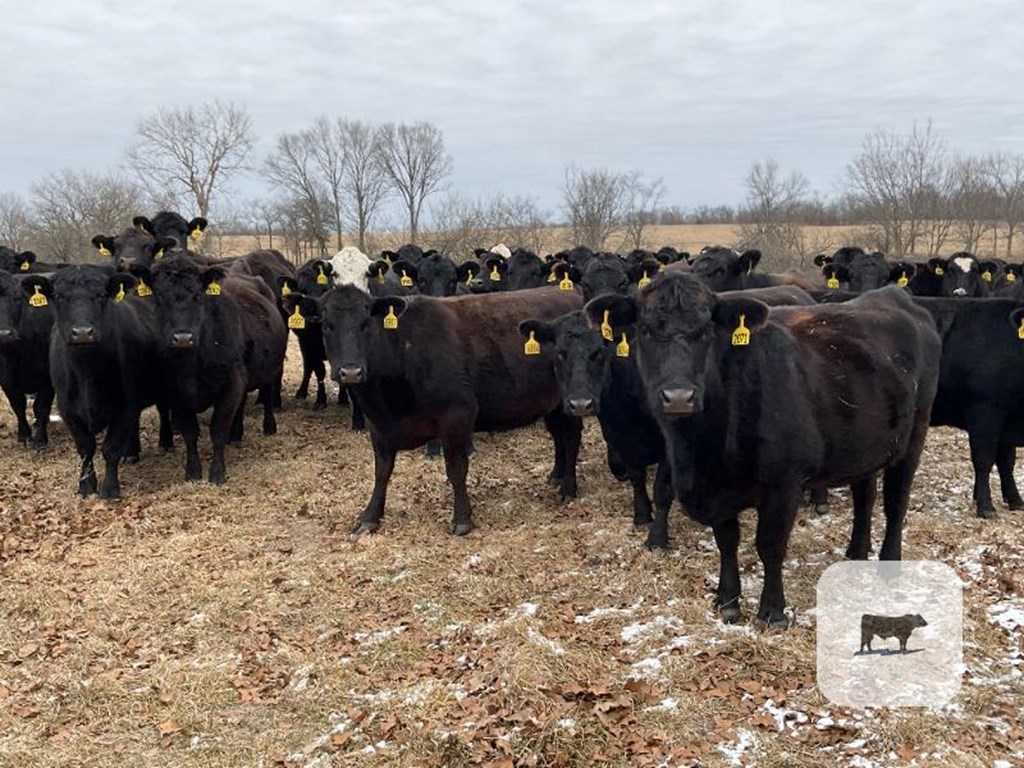 Cattle Range Listing Photo