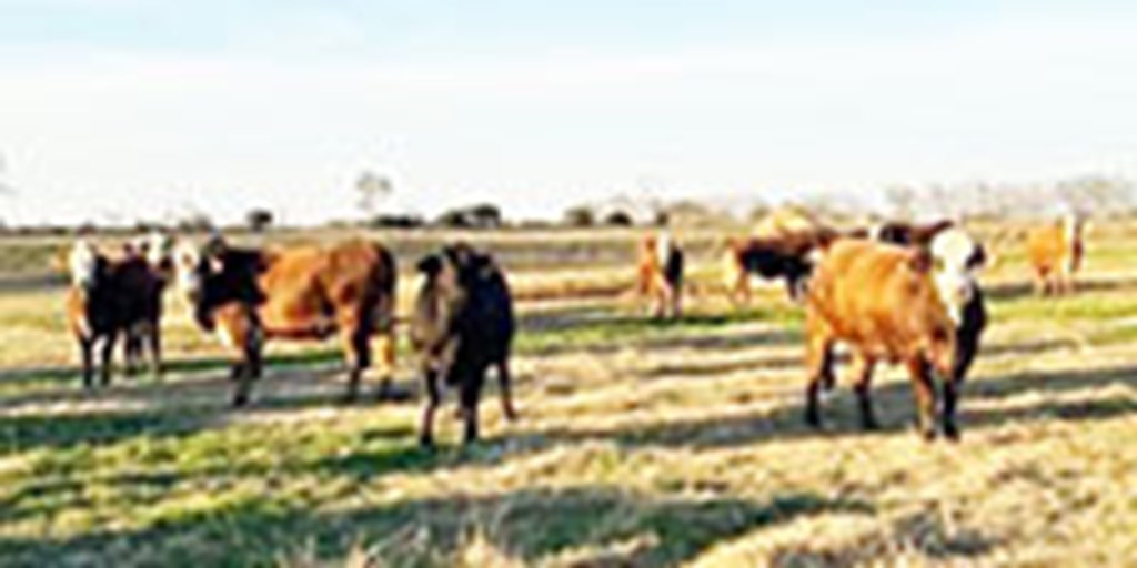 45 Braford/Tigerstripe Bred Heifers... Central TX