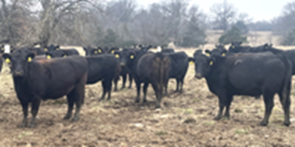 43 Angus & BWF Cows... Southwest MO