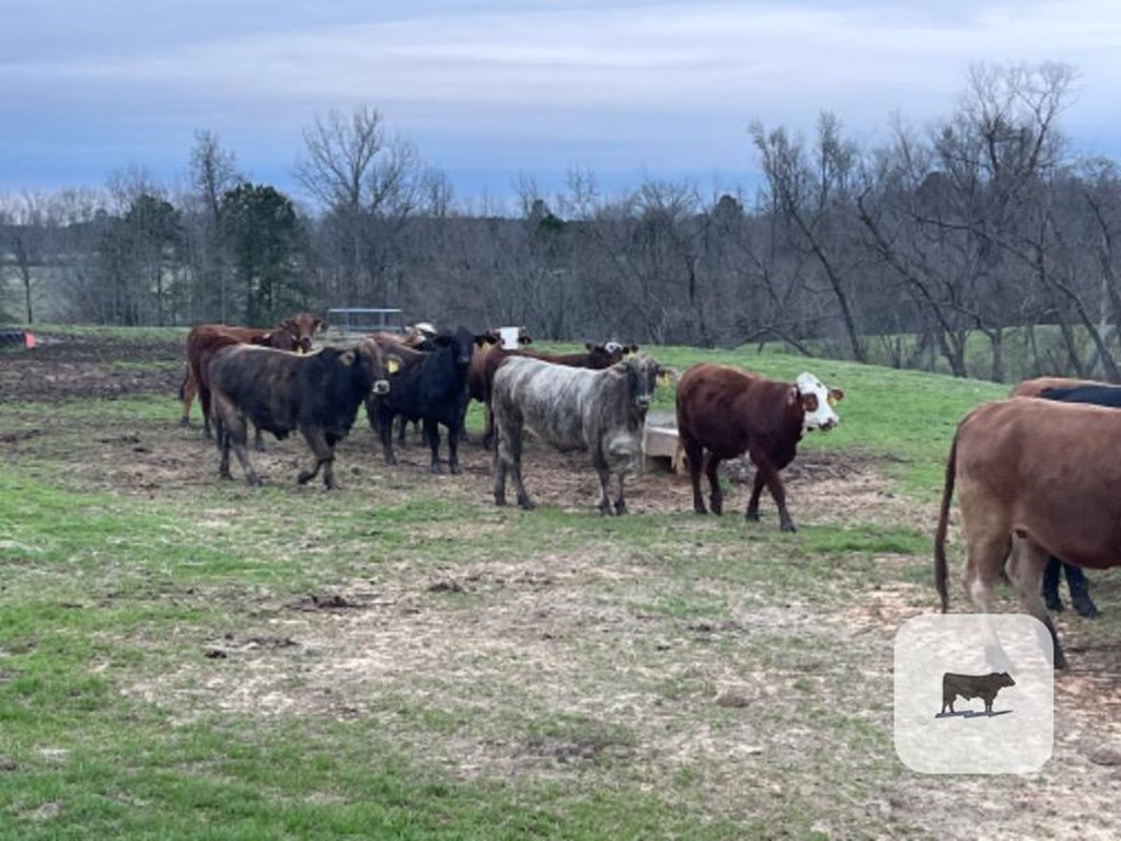 Cattle Range Listing Photo