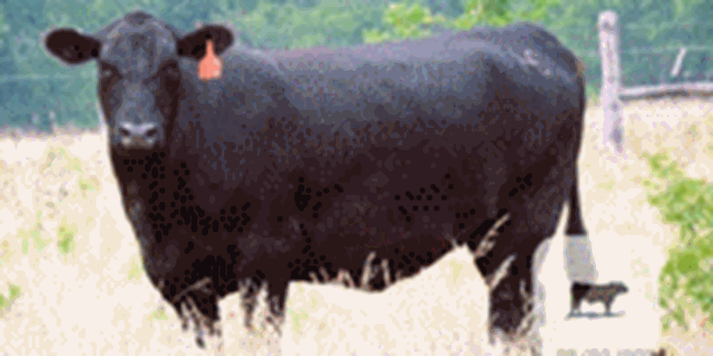 28 Angus Cross Cows w/ 7+ Calves... N. Central TX