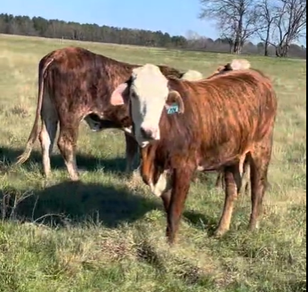 Cattle Range Listing Photo