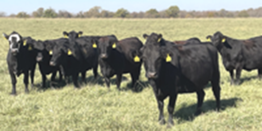 42 Angus & BWF Cows... Southwest MO (1)