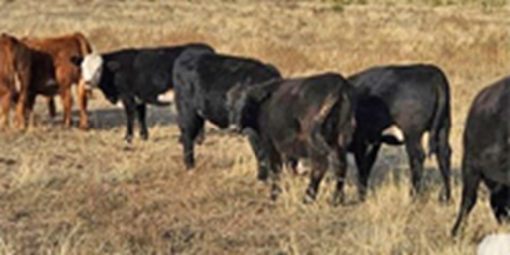 50 Angus/Hereford Rep. Heifers... Northeast NM