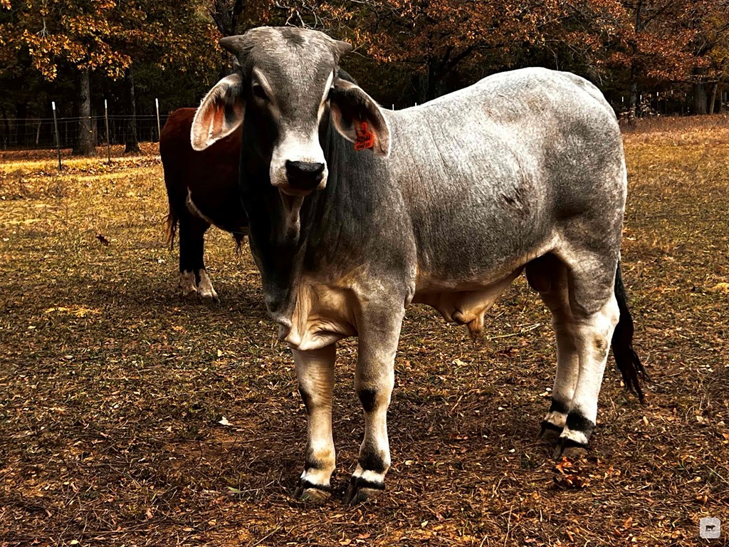 Cattle Range Listing Photo