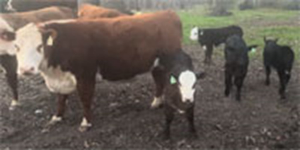 10 Hereford Plus Pairs... Northeast GA