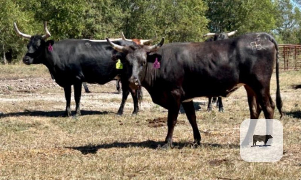 Cattle Range Listing Photo