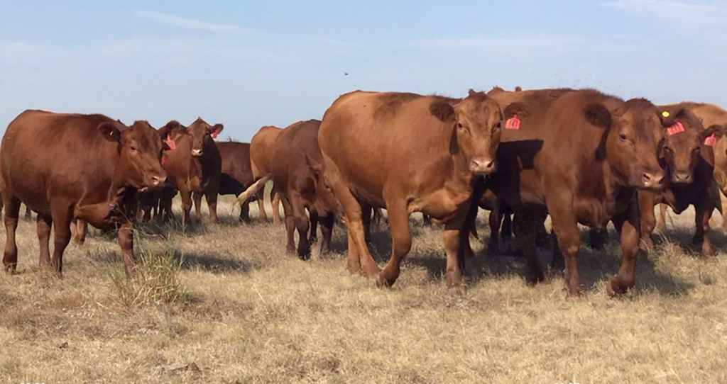 Cattle Range Listing Photo