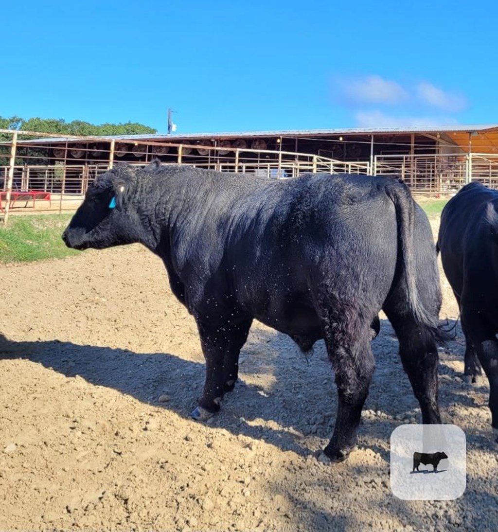 Cattle Range Listing Photo