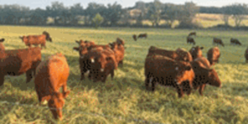240	Red Angus Bred Heifers... S. Central OK