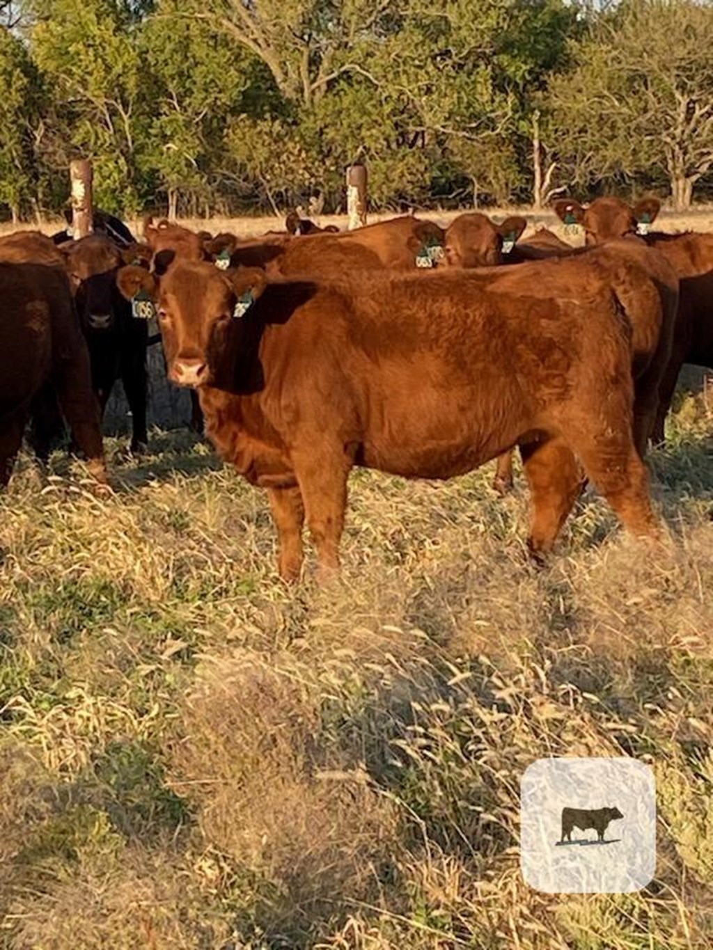 Cattle Range Listing Photo