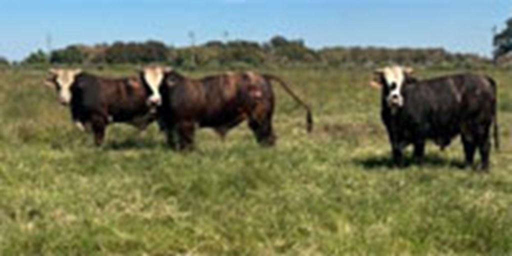 6 Braford Bulls... Southeast TX