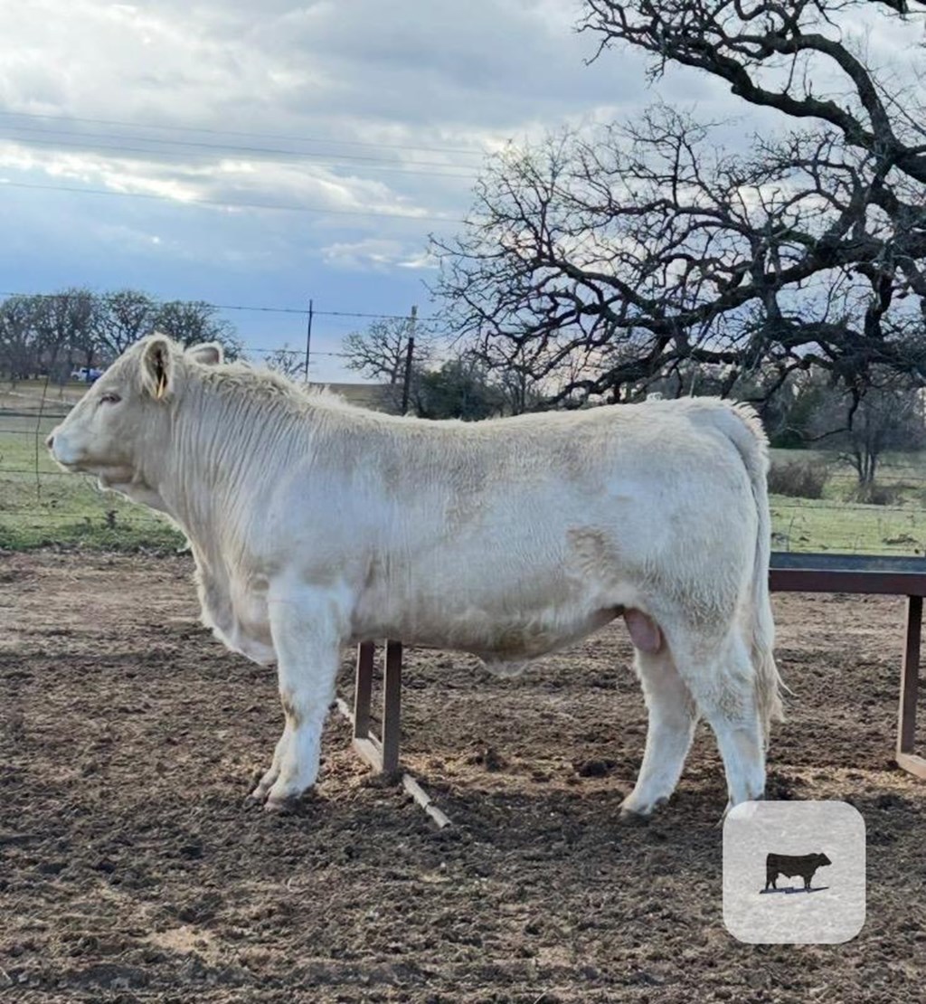 Cattle Range Listing Photo