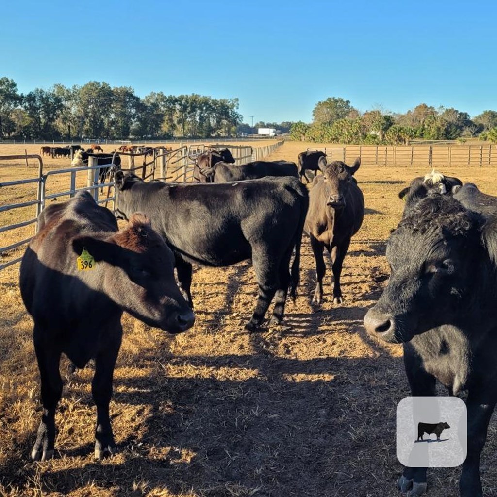 Cattle Range Listing Photo