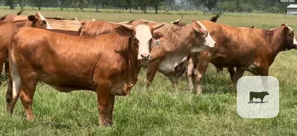 Cattle Range Listing Photo