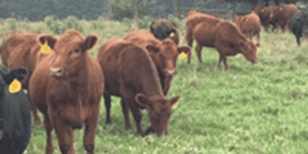 17 Red Angus Bred Heifers... Central MO