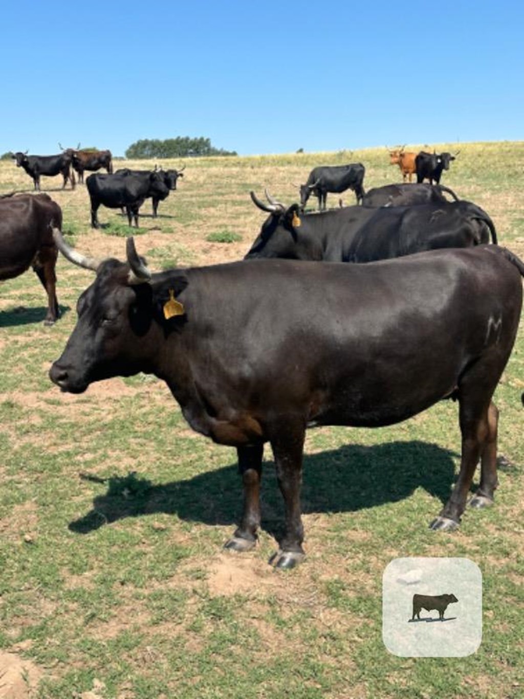 Cattle Range Listing Photo