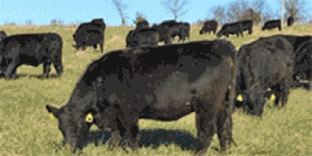 129 Angus Bred Heifers... W. Central MO