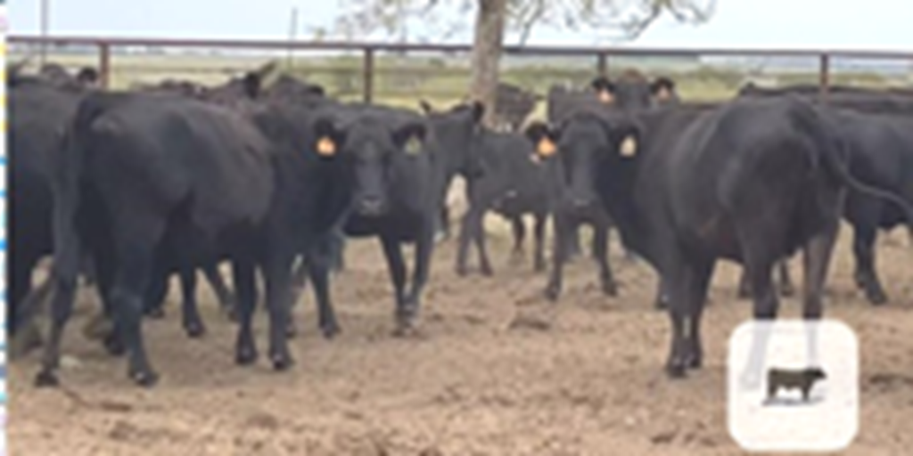 60 Angus & Charolais Cows... North TX