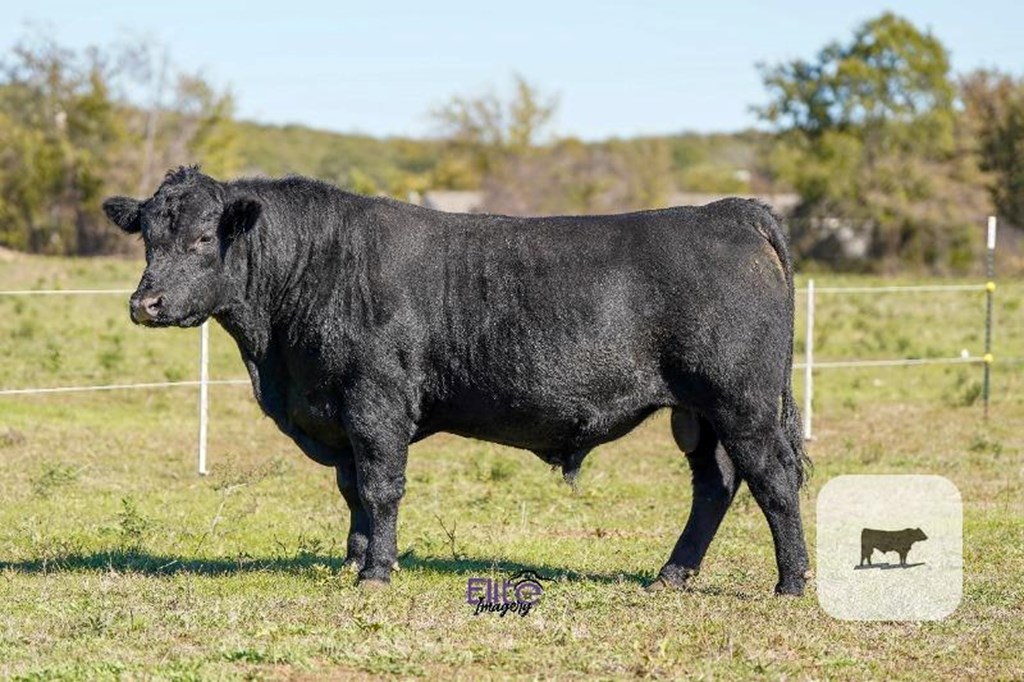 Cattle Range Listing Photo