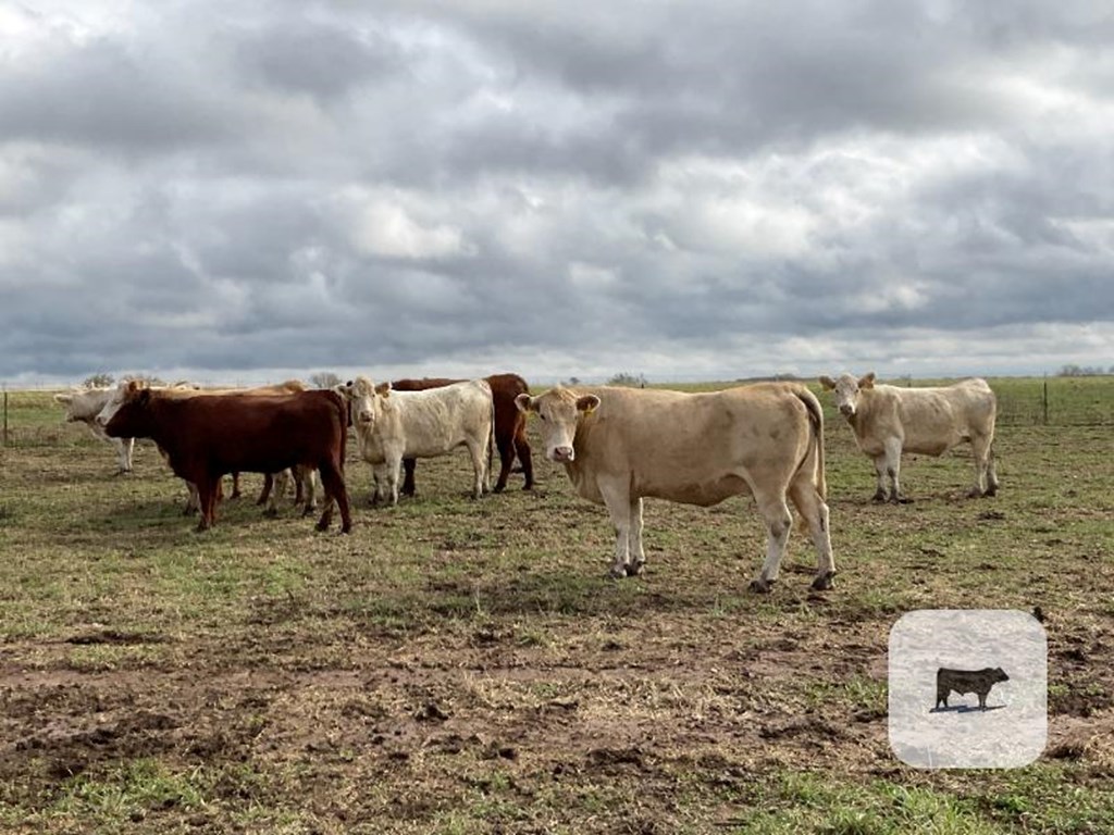 Cattle Range Listing Photo