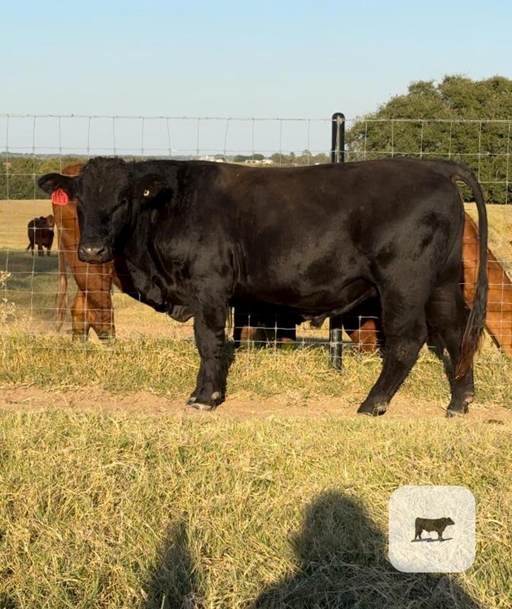 Cattle Range Listing Photo