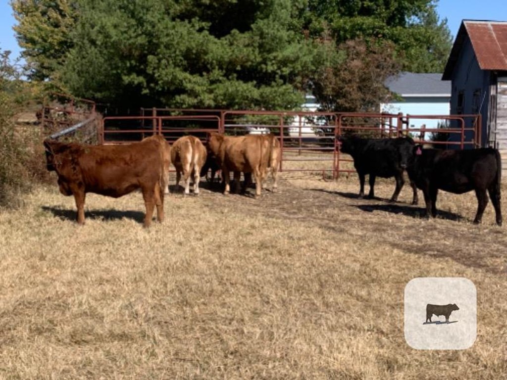 Cattle Range Listing Photo