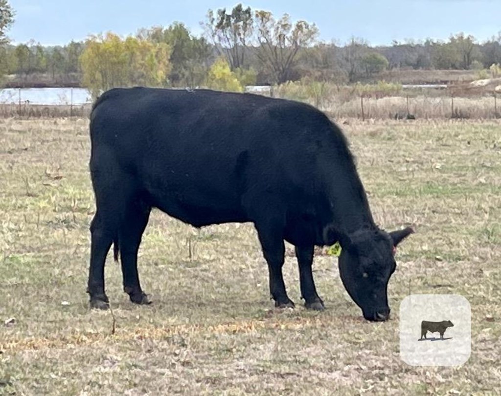 Cattle Range Listing Photo