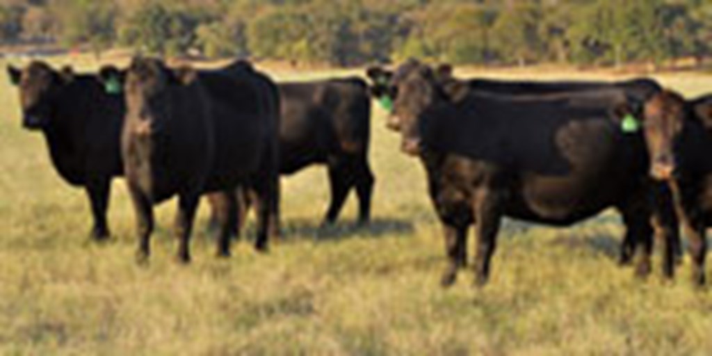 11 Angus Bred Cows... Central TX